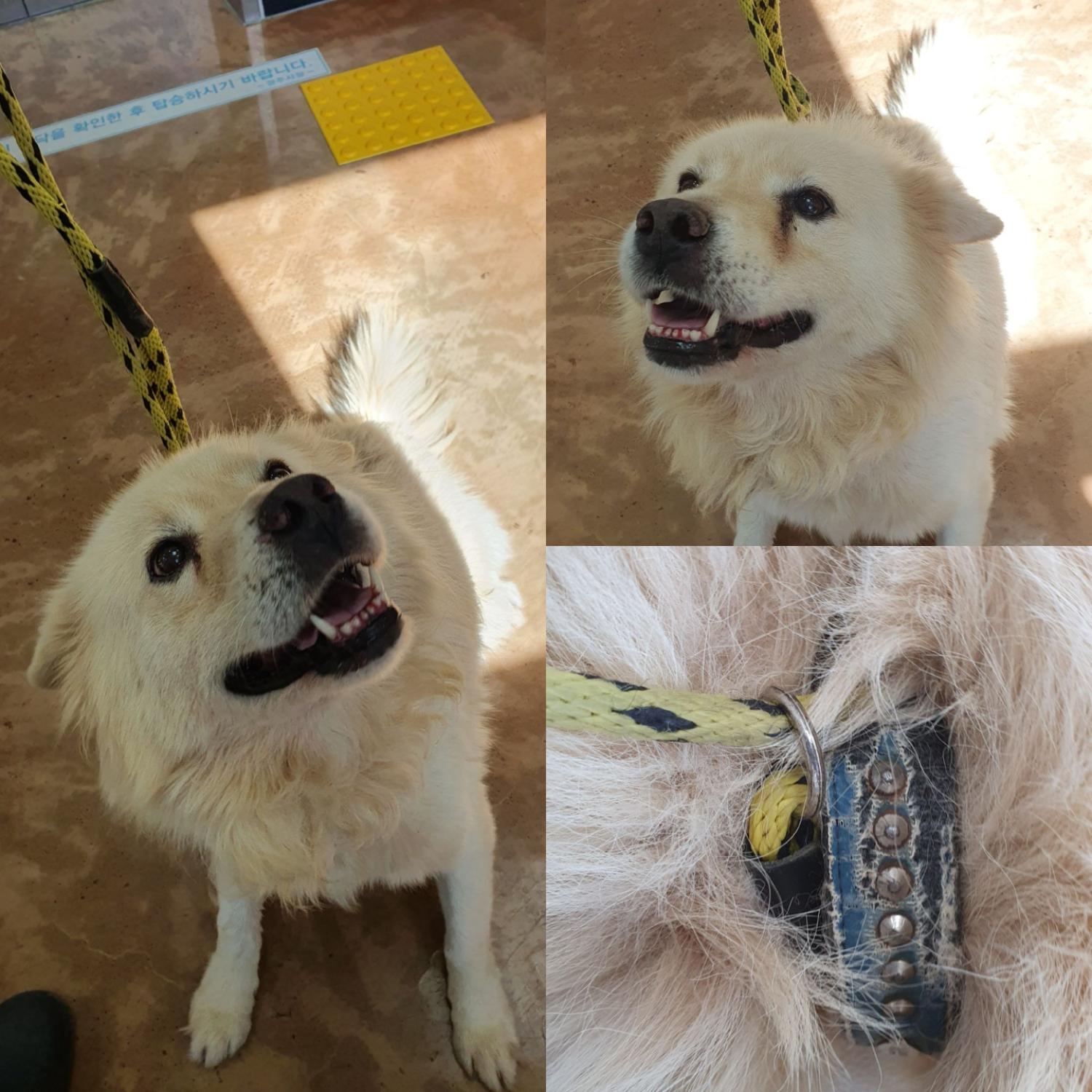 경주동물사랑보호센터_447505202401123